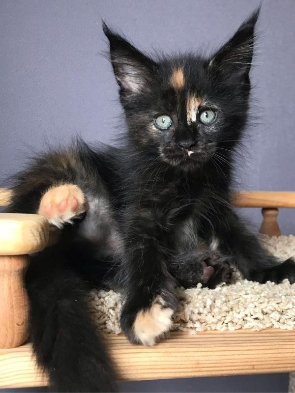 Blaise Male Blaise Male