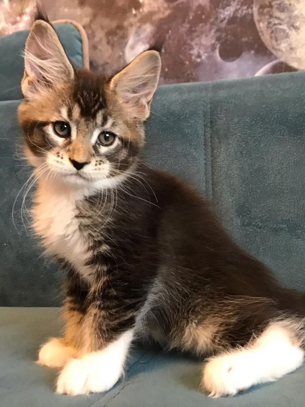 Bruce Male Bruce Male