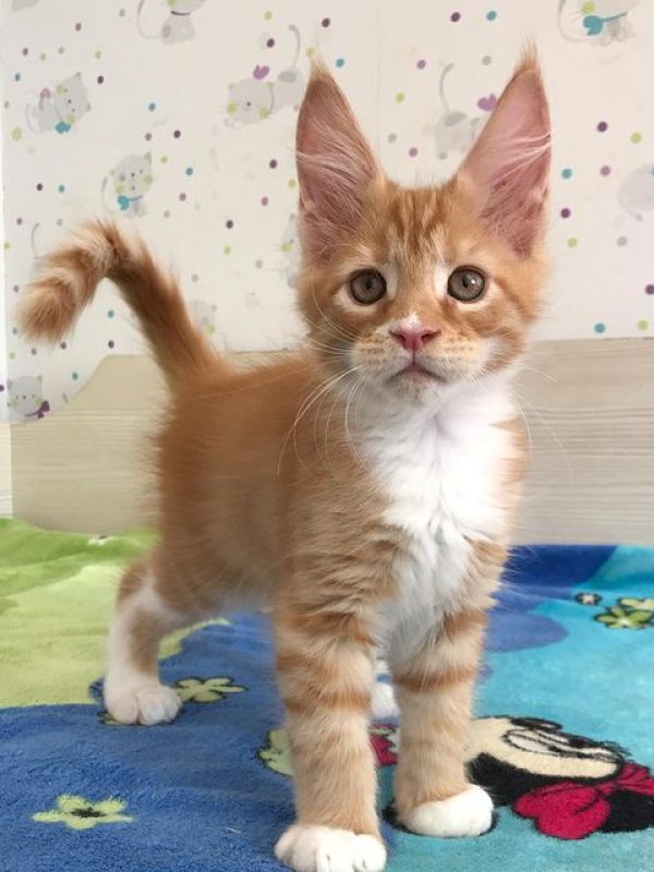 Female Bella Female Bella