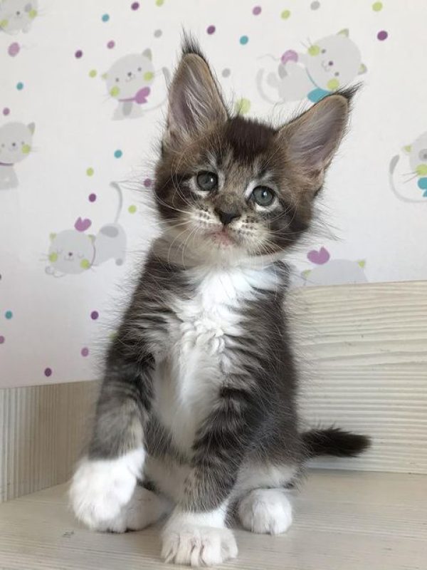 Female Inna Female Inna