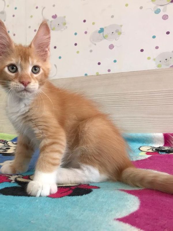 Female Mosy Female Mosy