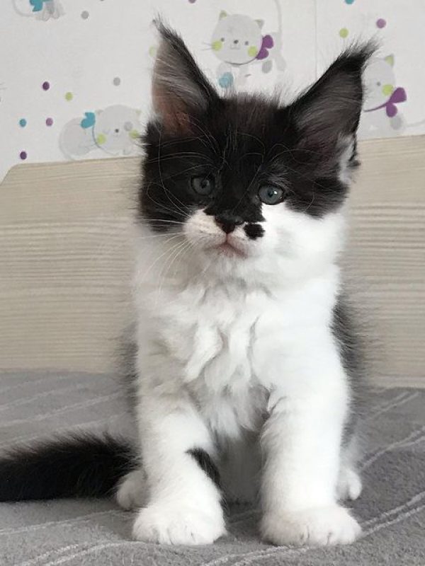 Female Sonia Female Sonia