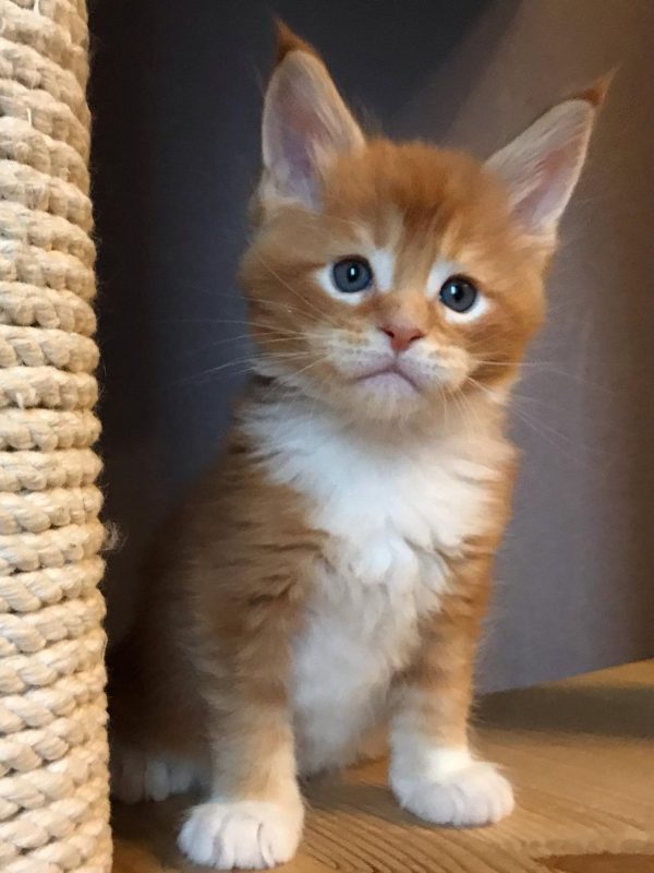 Joy Female Joy Female