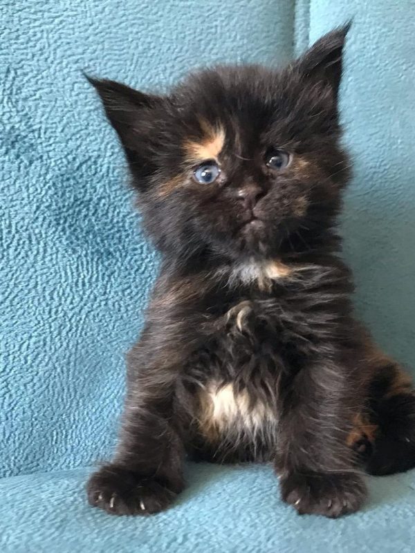 Kelly Female Kelly Female