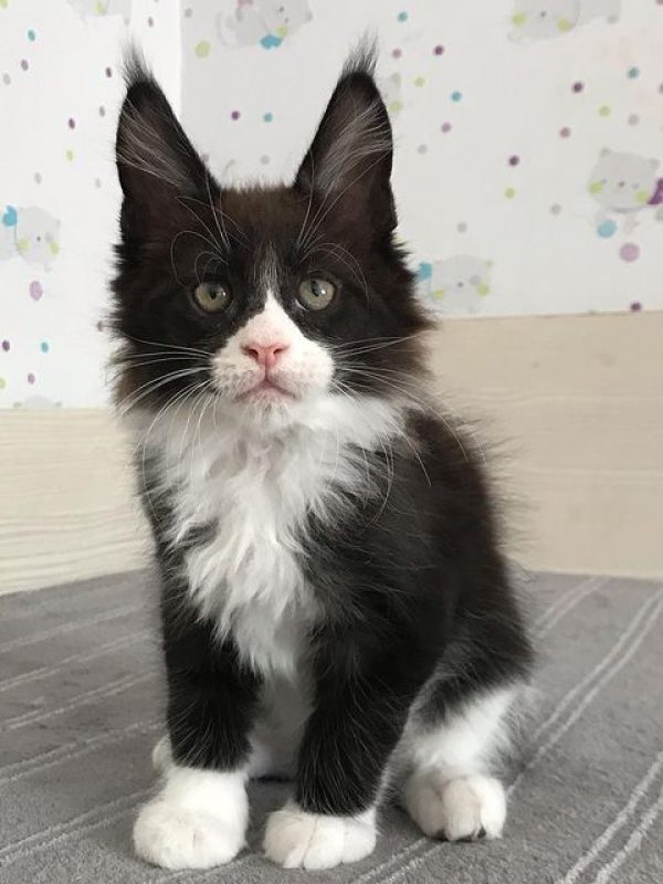 Nina Female Nina Female