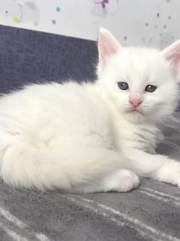 Nola Female Nola Female