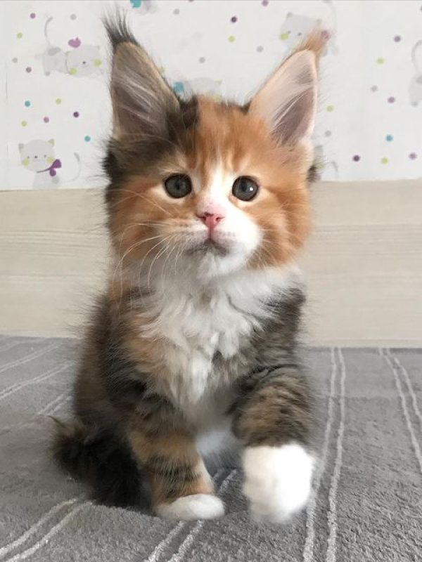 Paris Female Paris Female