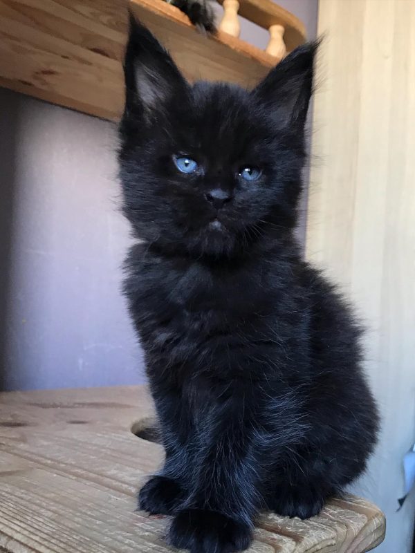 Randy Male Randy Male