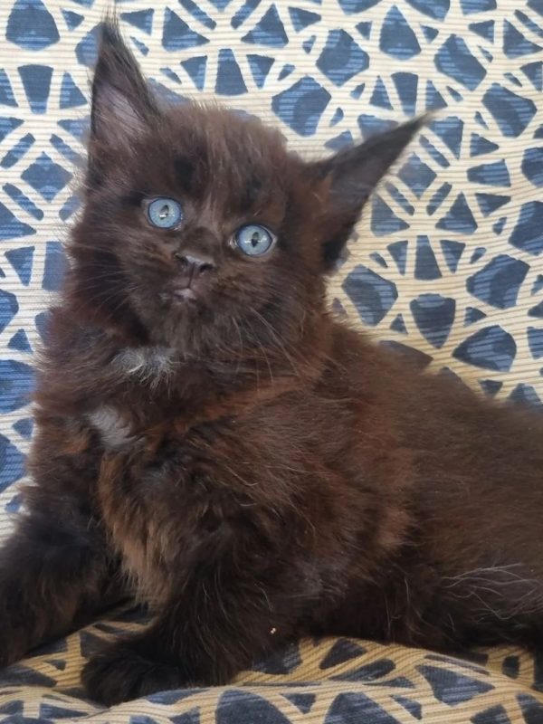 Regina Female Regina Female