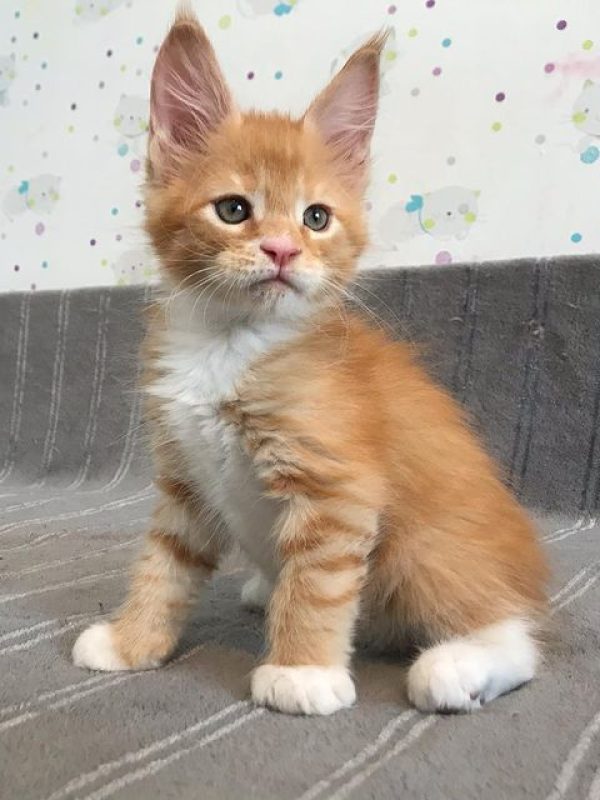 Ricky Male Ricky Male