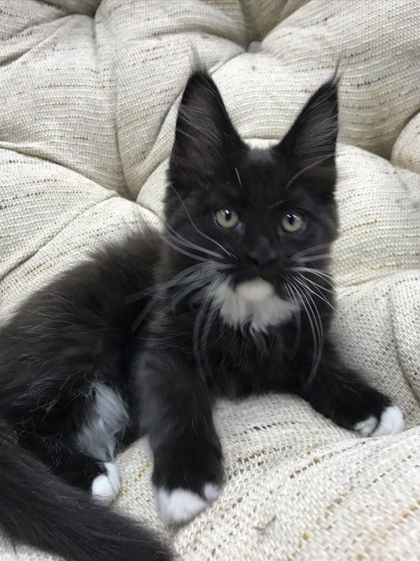 Sonita Female Sonita Female